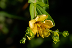Hypericum kalmianum