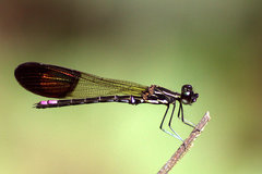 Rhinocypha cucullata