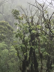 Antidesma platyphyllum