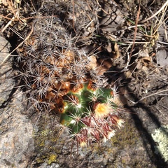 Coryphantha clavata stipitata