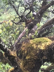 Adenophorus tamariscinus