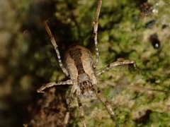 Protolophus singularis