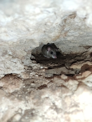 Ototylomys phyllotis