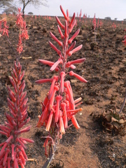 Aloe longibracteata