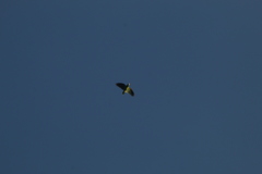 Amazona albifrons