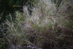 Trisetum virletii