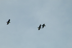 Amazona finschi