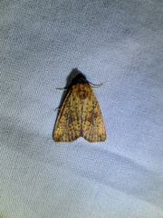 Perigea xanthioides