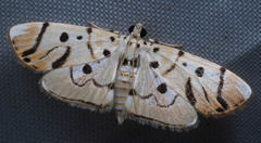 Pycnarmon radiata