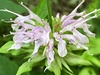 Monarda serotina - Photo (c) Tomás Curtis, some rights reserved (CC BY-NC), uploaded by Tomás Curtis