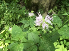 Monarda serotina
