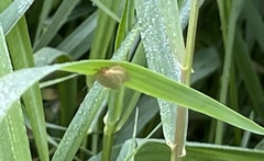Aphelia