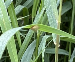 Aphelia