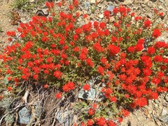 Castilleja brevilobata