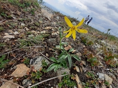 Arnica angustifolia