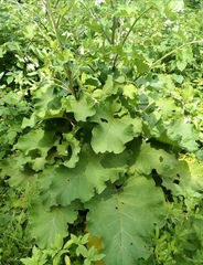 Arctium tomentosum