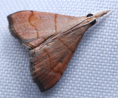 Hemiscopis sanguinea