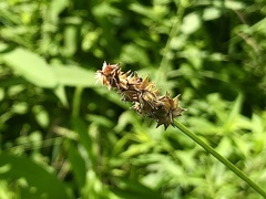 Carex aggregata
