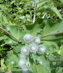 Arctium tomentosum