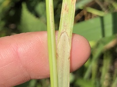 Carex aggregata