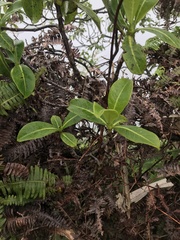 Psychotria mariniana