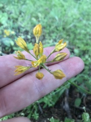 Triteleia crocea
