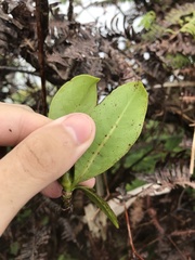 Psychotria mariniana