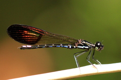 Rhinocypha cucullata