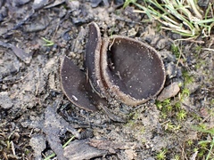 Peziza thozetii