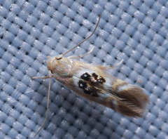 Hieromantis arcuata