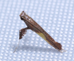Caloptilia celtidis