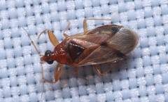 Physopleurella armata