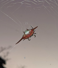 Gasteracantha milvoides