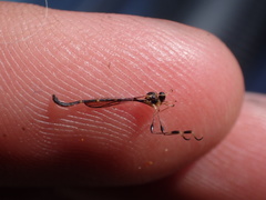 Leptopteromyia americana