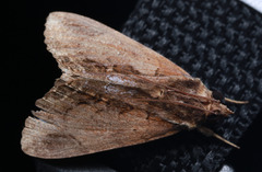 Ercheia cyllaria
