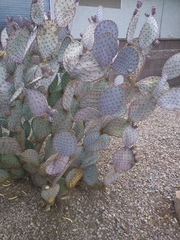 Opuntia santa-rita