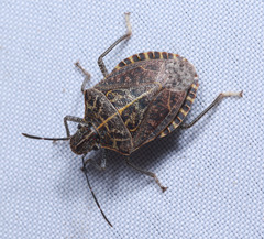 Cappaea taprobanensis