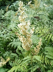 Sorbaria sorbifolia