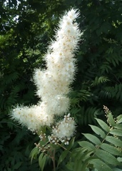 Sorbaria sorbifolia
