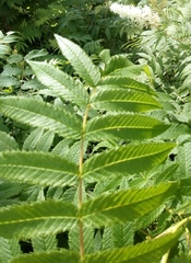 Sorbaria sorbifolia