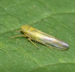 Cicadula