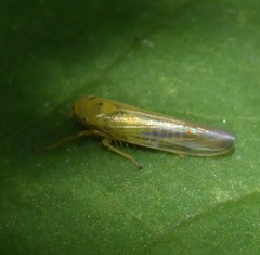 Cicadula
