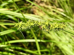 Carex conjuncta