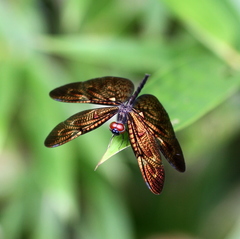 Rhyothemis obsolescens