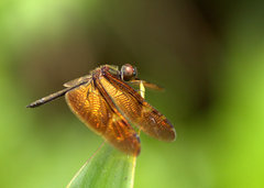 Rhyothemis obsolescens