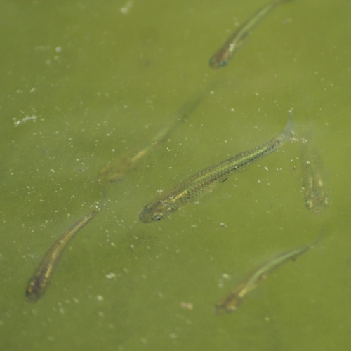Relict Splitfin