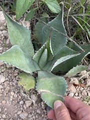 Agave seemanniana