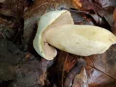 Tylopilus intermedius