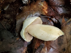 Tylopilus intermedius