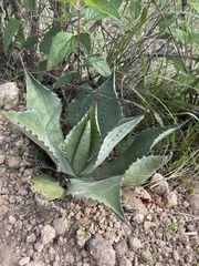Agave seemanniana